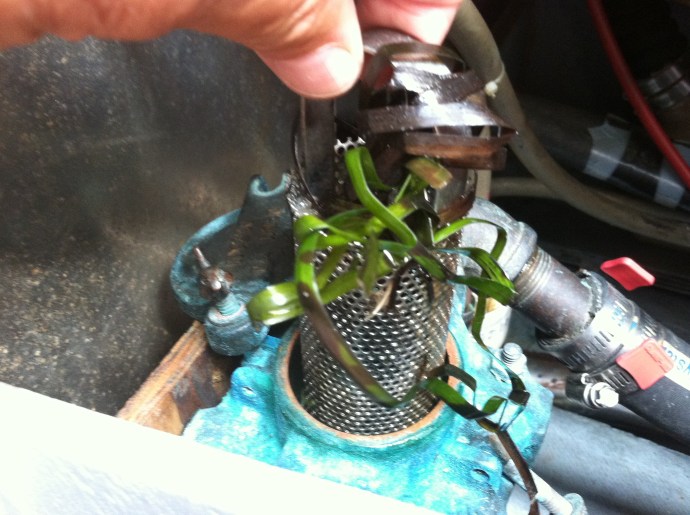 Seaweed became an on-going problem, clearing the Perko a morning routine.