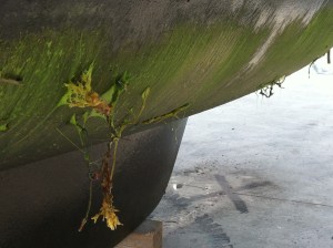 Some of the same seaweed that so often clogged the engine water intake hitched a ride somewhere along the way Down East.
