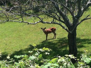 A deer dawdles in the shade under the spreading arms of a fruit tree.