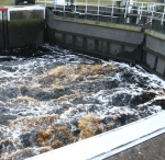 Tannin-colored swamp water rushes into the lock.