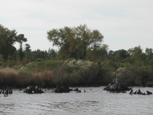 Stumps encroach eager to grab the unwary.