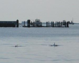 Porpoise play but don't pose on Adams Creek.