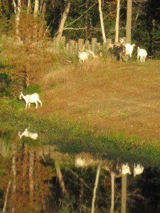 The Osprey landscaping crew is at work 7 days a week.