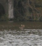 You never know what you'll see in the water.