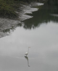 Egrets stalk the mud flats for lunch at low-tide.