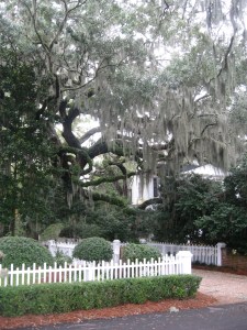 Spanish moss drapes the boughs all over town,