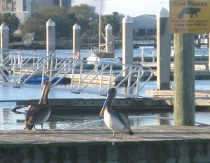 Pelicans perch on the pier at Fernandina Harbor.