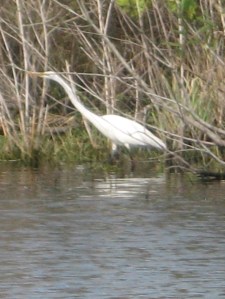 Stalking the marsh for a take-out lunch.