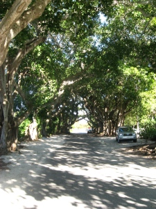 Trees form a natural canopy over Banyan Street.