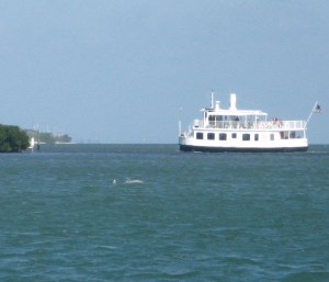 Dolphin already lunch when the cruise boat turns to Cabbage Key.