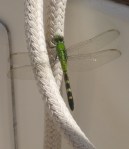 The occasional hitchhiker grabs a ride.