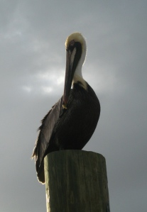A local resident poses atop a piling at the pier.